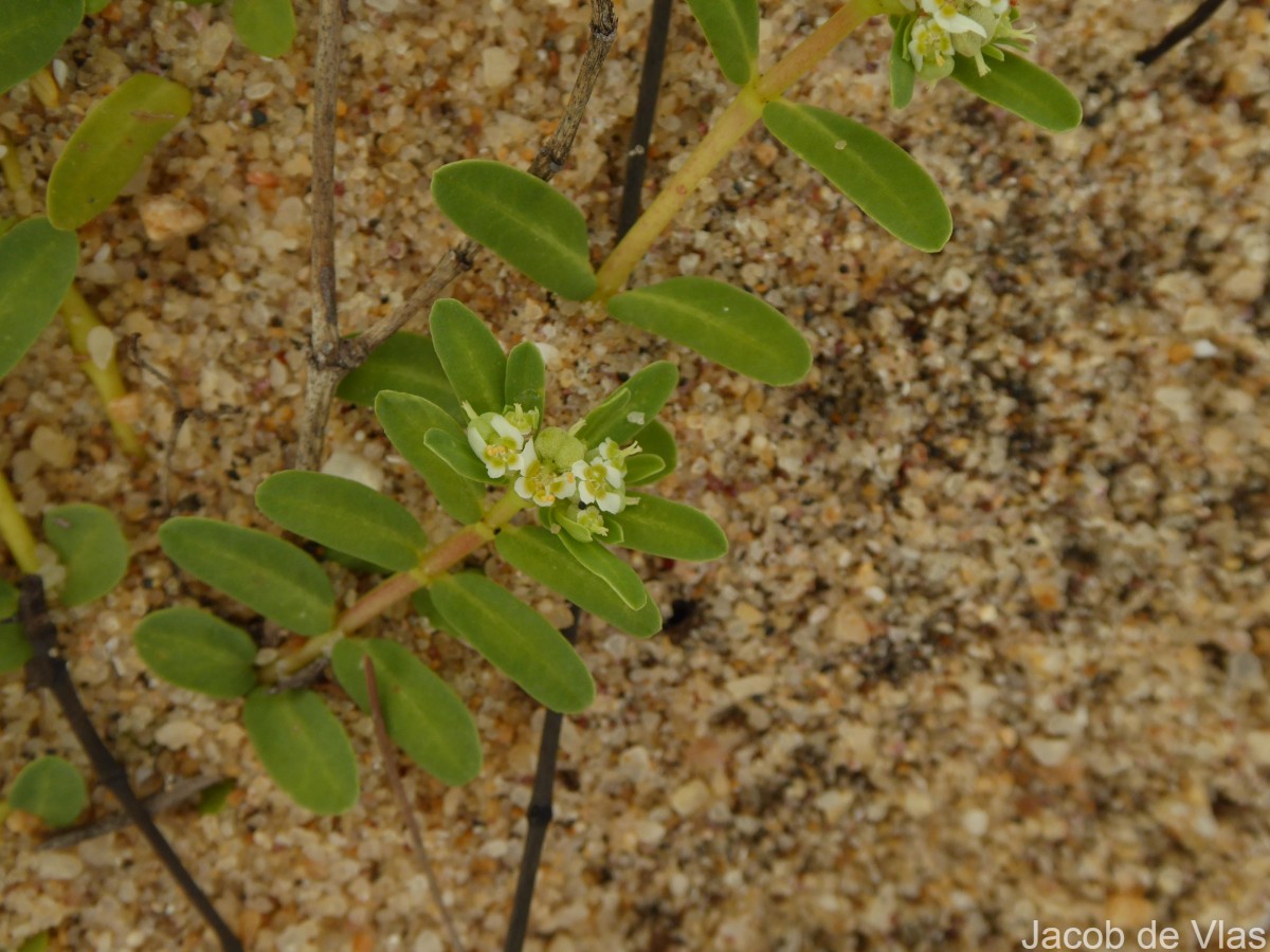 Euphorbia rosea Retz.